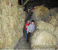 Navigate the Hay Maze at Cowhorn Crossing  Farm