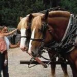 Forest History Center is one of Itasca County's top attractions.