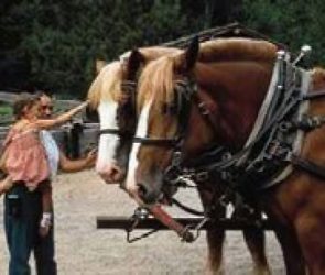 Forest History Center is one of Itasca County's top attractions.