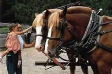 Forest History Center is one of Itasca County's top attractions.