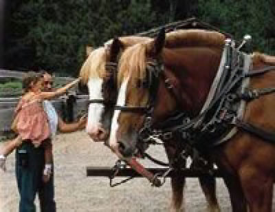Forest History Center is one of Itasca County's top attractions.